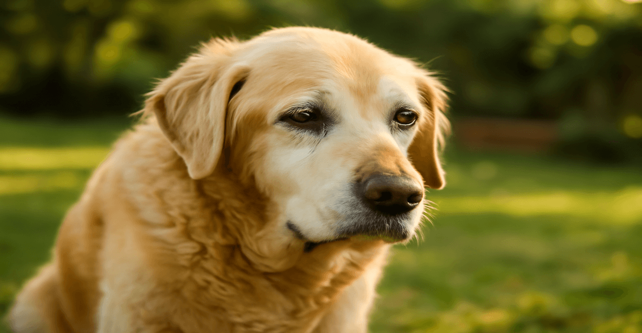 Seu Cachorro Já é Idoso