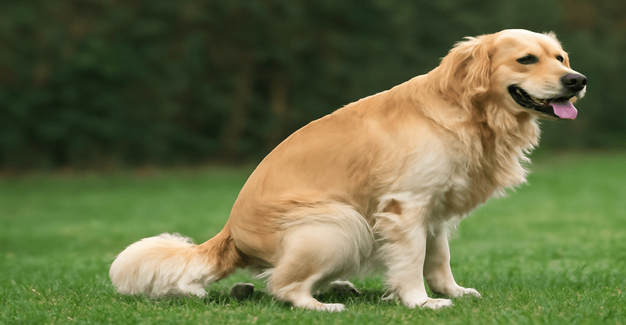Motivo dos cachorros girarem antes de fazer cocô
