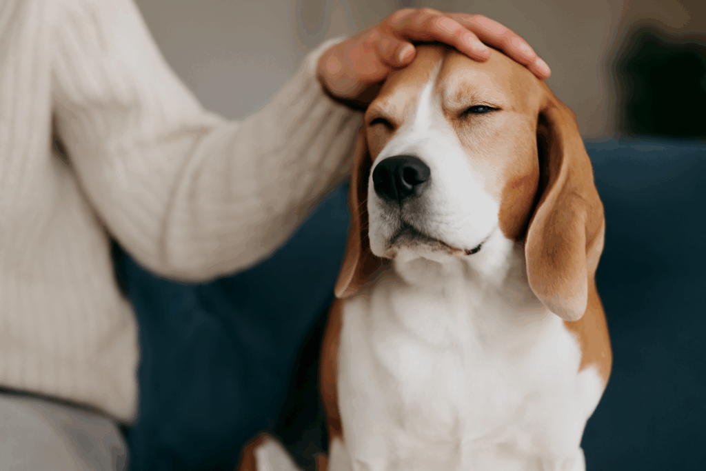 Excesso de Mimos no Pet
