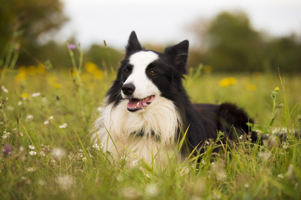 raças de cachorro para criança