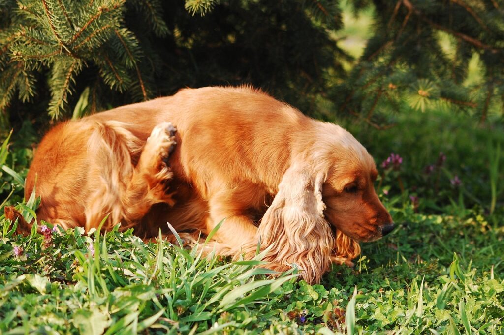 raças de cachorro para crianças
