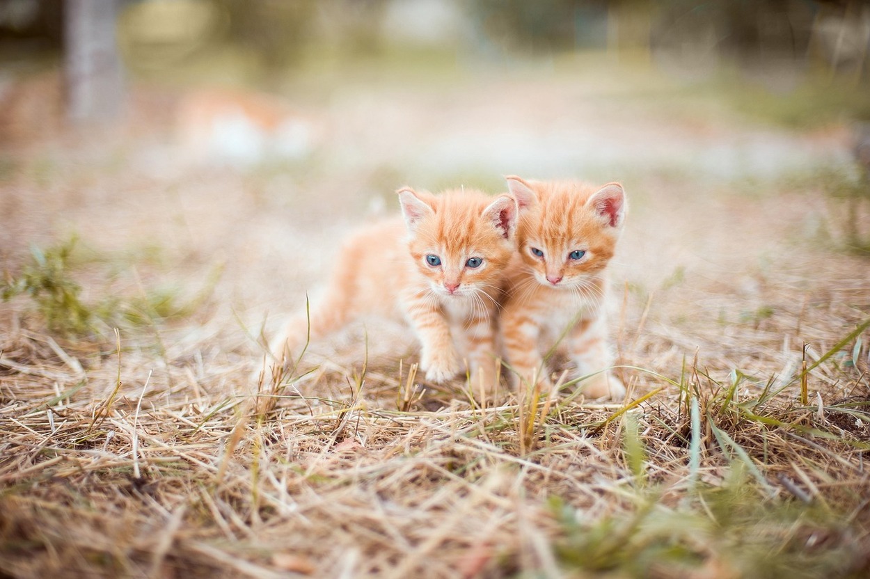 Alimentação de Gato Recém-Nascido
