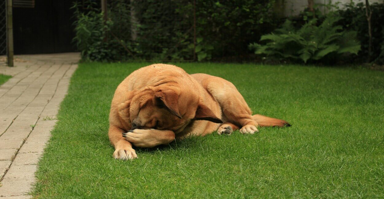 Por que os cachorros coçam o rosto