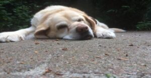 Como adaptar seu lar para o bem-estar do seu cachorro idoso