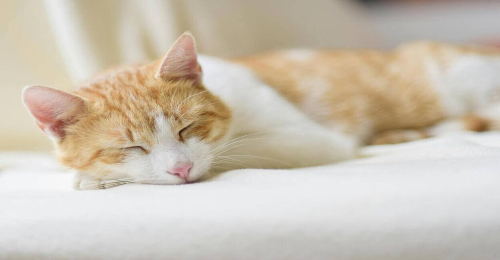 gatos que não soltam pêlo
